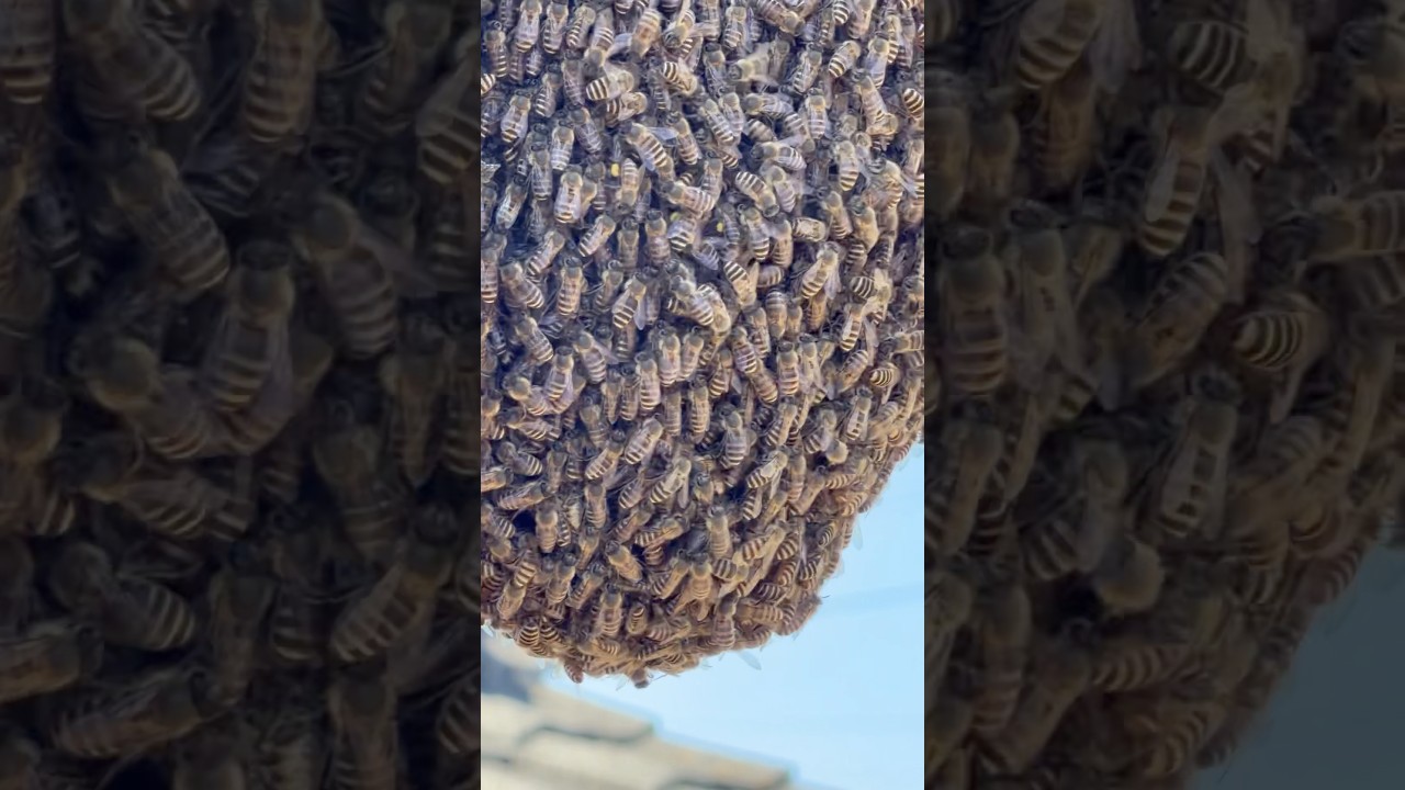 2026年最初の分蜂！ニホンミツバチ｜First Swarm of 2026