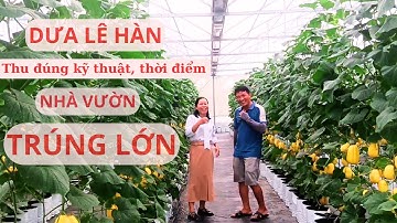 Dưa Lê Hàn Quốc Trong Nhà Lưới – Cắt Xong Bán Hết Ngay, Đâu Là Lý Do? I Nông Nghiệp An Dương