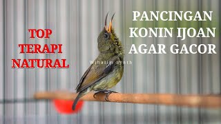 KONIN IJOAN GACOR 🔴 KOLIBRI NINJA IJOAN GACOR COCOK UNTUK MEMANCING KONIN LAIN AGAR BUNYI !!