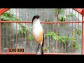 Kicau Cendet Ini Semakin Bikin Cendet Manapun Jadi Lebih Emosi Ngajak Narung Mp3 - Mp4 Download