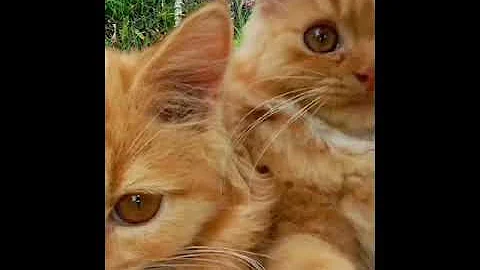 Watch the video about Kucing Mainecoon+mix Persian ❤️❤️Mochi & ochi