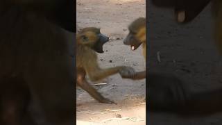 Monkeys Playing