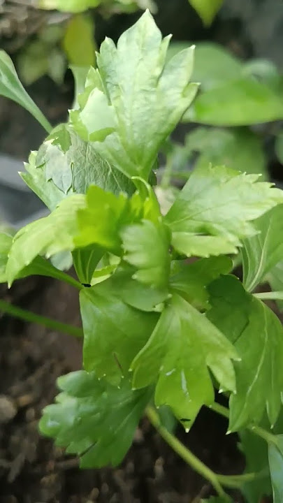 Manfaat daun seledri untuk kesehatan #tanamkasihchannel #manfaat #kasiat #obatkesehatan