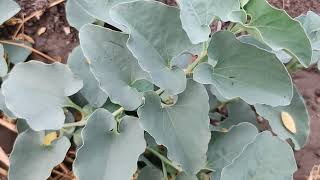 రతరక రచచ చయడ ర అయయ... Amazing Benefits Of Gadida Gadaparaku