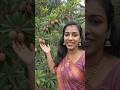 ചിക്കു/സപ്പോട്ട😋#shortsfeed #ytshorts #സപ്പോട്ട #ചിക്കു #aishorts#ai#fruit #food #kunjusponnusworld💞