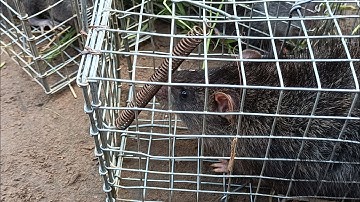 Bẩy chuột cống nhum nhum ở những đám cỏ hoang chuột nhiều vô kể #sanbatbatri