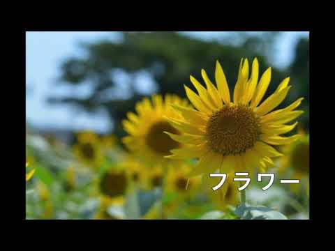 フラワー/KinKi Kids クロマチックハーモニカ演奏　カバー