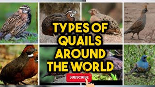 Types of Quails Around the World