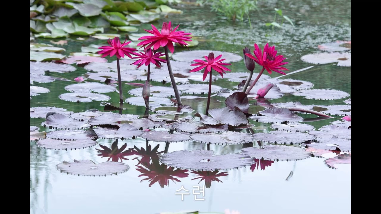 노래는 세월따라