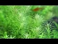 #25.癒し動画 scene2～眠くなるようなゆったりした水槽の世界へ～ (Aquarium Relaxation Video)
