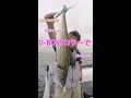 2021年9月1日　D-BOSSカラーで釣ってきた