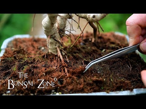 Pruning My Dwarf Schefflera Bonsai, The Bonsai Zone, June 2019