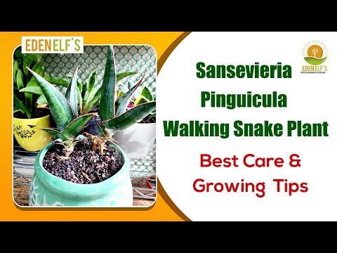 planting watermelon from seeds Patriot Seeds Heirloom Sugar Baby Watermelon Seeds (3g)