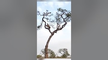 Leopard hunts monkey in a high stakes treetop chase #junglepetshop #wildlife #nature #life #capture