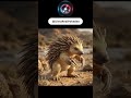 Sandslash in Real Life Looked Sharp