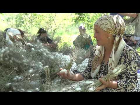 Выращивание коконов тутового шелкопряда Выращивание коконов тутового шелкопряда