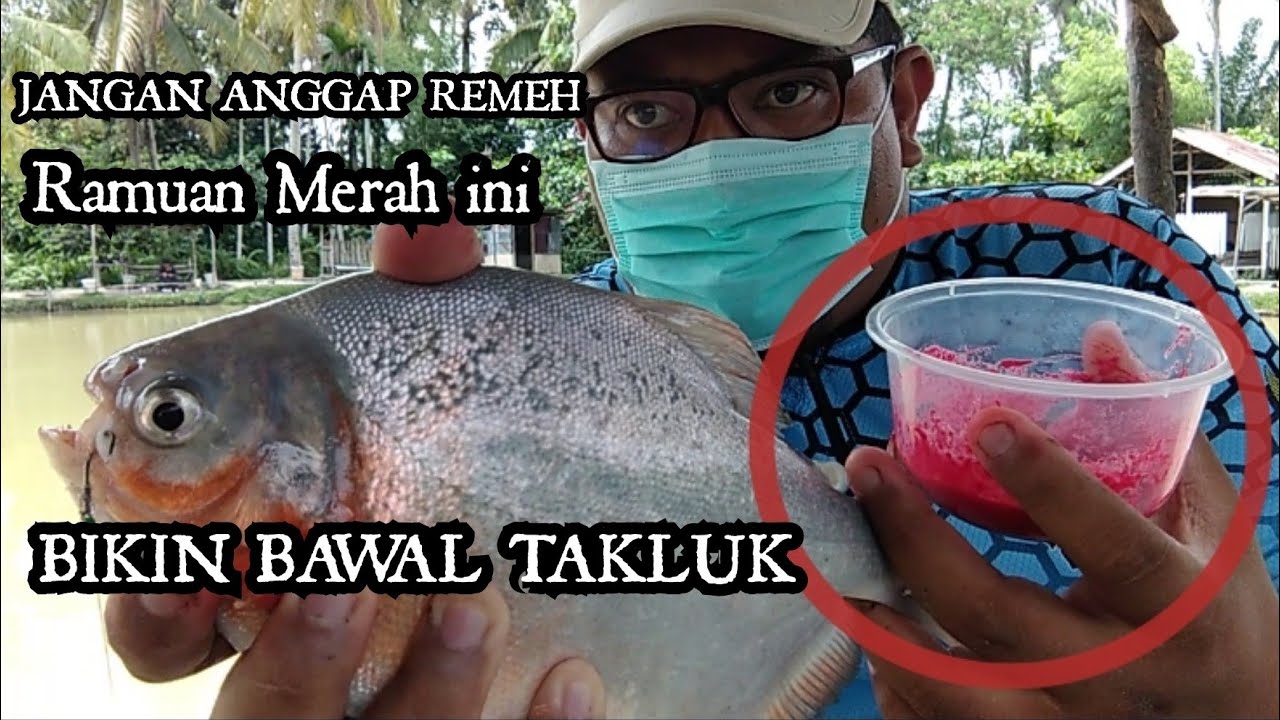 RACIKAN UMPAN BAWAL HARIAN Media Ulat Jerman || Racikan Merah Umpan Bawal Siang Hari di Kolam Harian