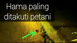 Inilah Hama Padi yang paling dibenci dan ditakuti petani