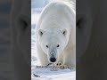 El rey del hielo. #animal #shorts #vidasalvaje