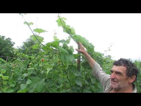 ღვინის მარანი ,,გდ ვაინი\"  Wine Cellar ,,GD Wine\"