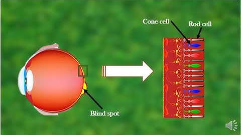 Standard 8: Lesson 16: Reflection of light: Part 2 of 2