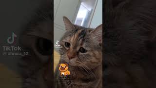 Funniest cats shorts video compilation 159