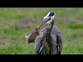 Magnificent great blue heron has an epic week
