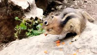 Chipmunk 😍 hanging lake