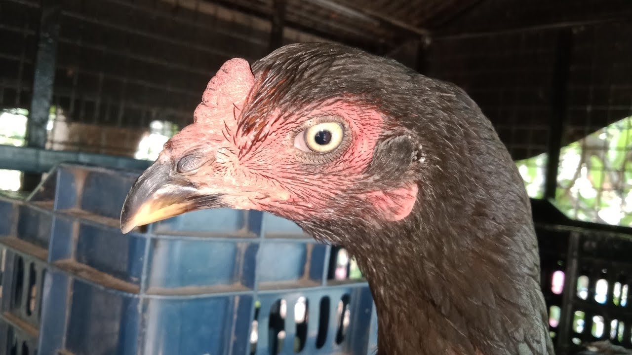 Parla Jathi Kodi petta for Sale