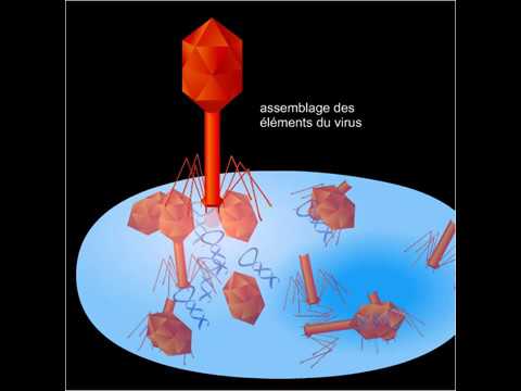 Vidéo: Comment les bactériophages reconnaissent-ils les cellules bactériennes ?