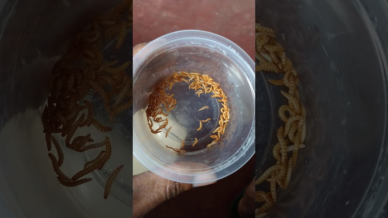 tenebrio do amendoim fonte de proteína oferecida aos ...