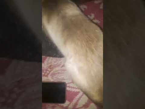 القط سلالة ويتشيانمات القط السيامي هو أحد عدة أنواع القطط الأصلية في تايلاند المعروفة باسم سيام