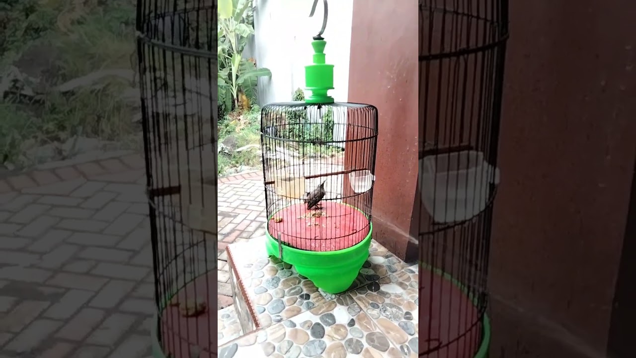 CARA MENGEPORKAN DAN MENJINAKKAN TRUCUK BAHAN DARI OMBYOKAN