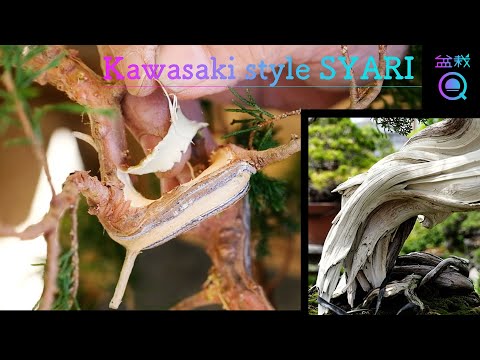 Juniper] How to make a board trunk. Kawasaki style shari