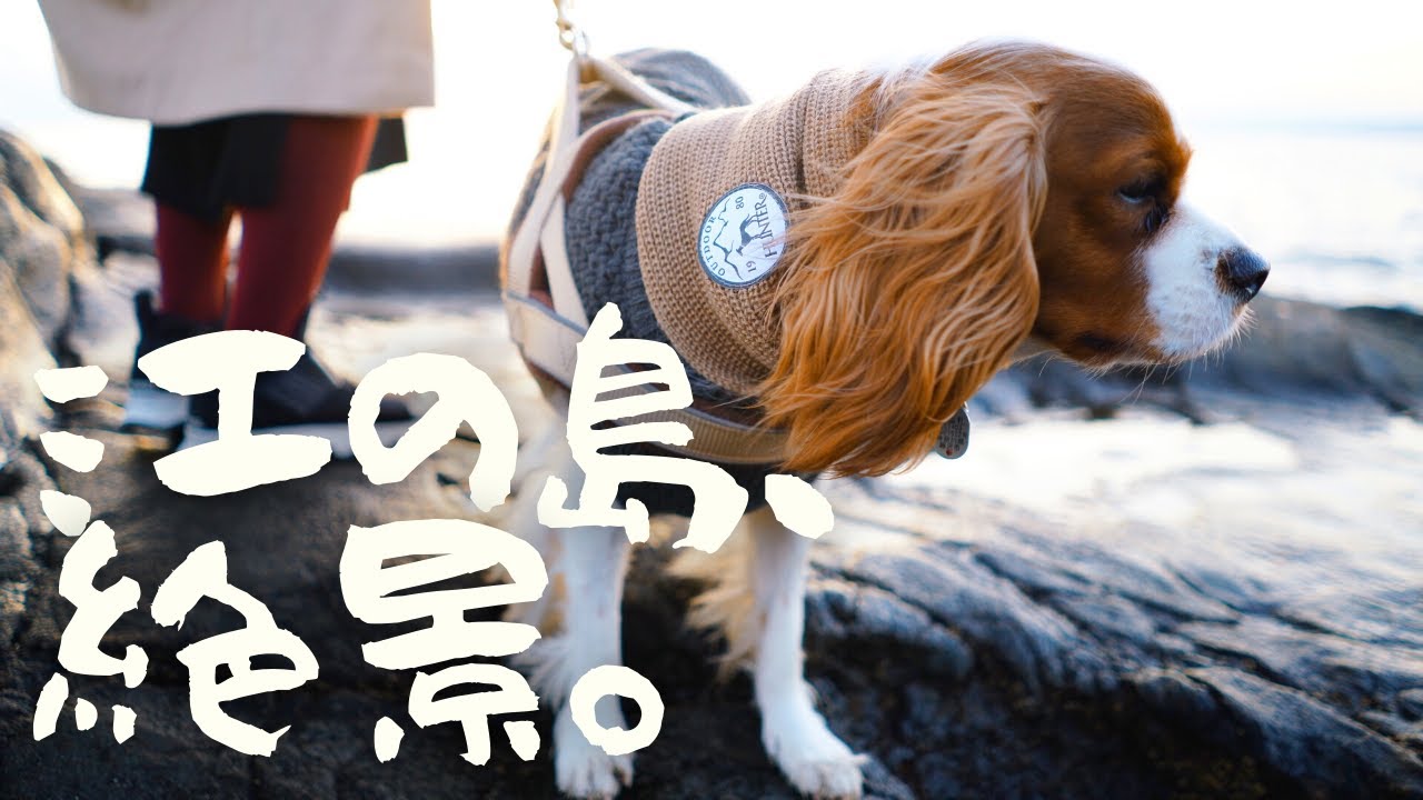 犬とキャンピングカー 湘南vlog 江の島初詣と 稚児ヶ淵の絶景を夕暮れ散歩 キャバリア Youtube