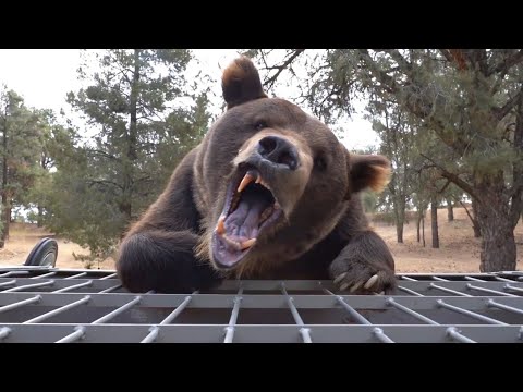 Video: Pet Scoop: Par je Grizzly Bear Run-In uhvaćen na video, Pas registrira za glasovanje u Novom Meksiku