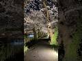 Sakura of Japan #relaxingmusic #adventure #4kjapanesetravel #sakura #night #shorts #shortvideo