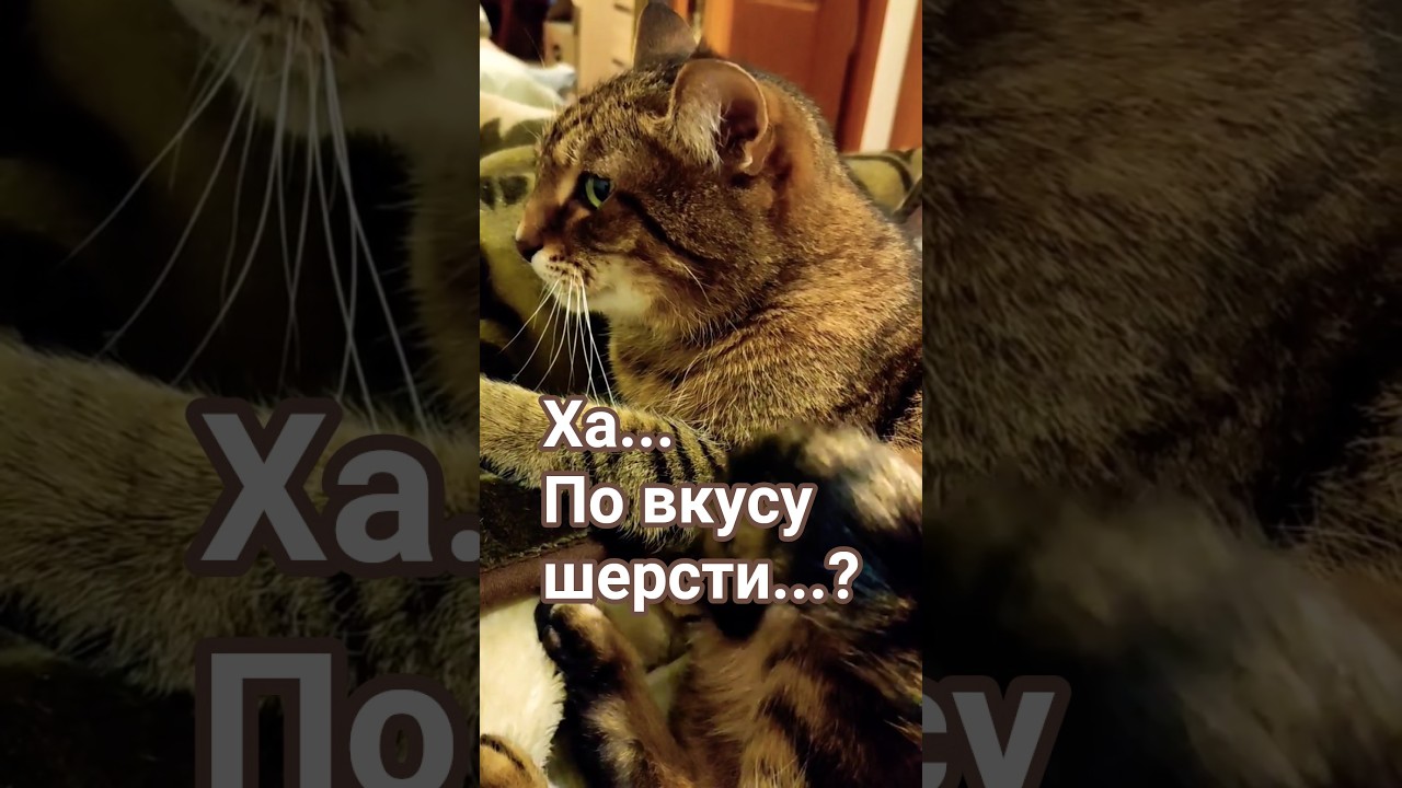 Как узнать,что кот помылся 