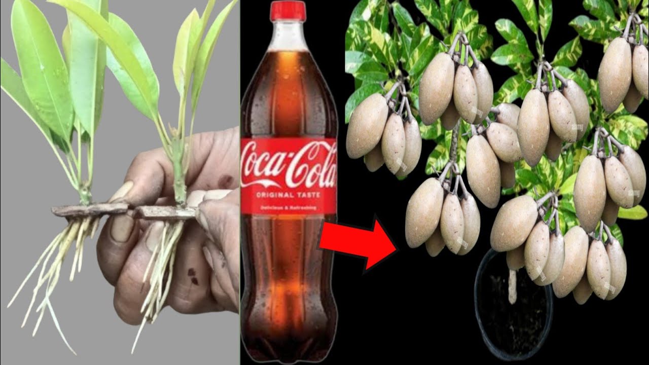 How to grow sapodilla tree from cutting ||Growing sapodilla plant from cutting
