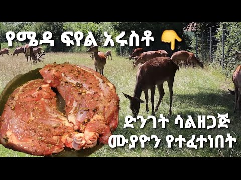 ቪዲዮ: የሜዳ ፍየል