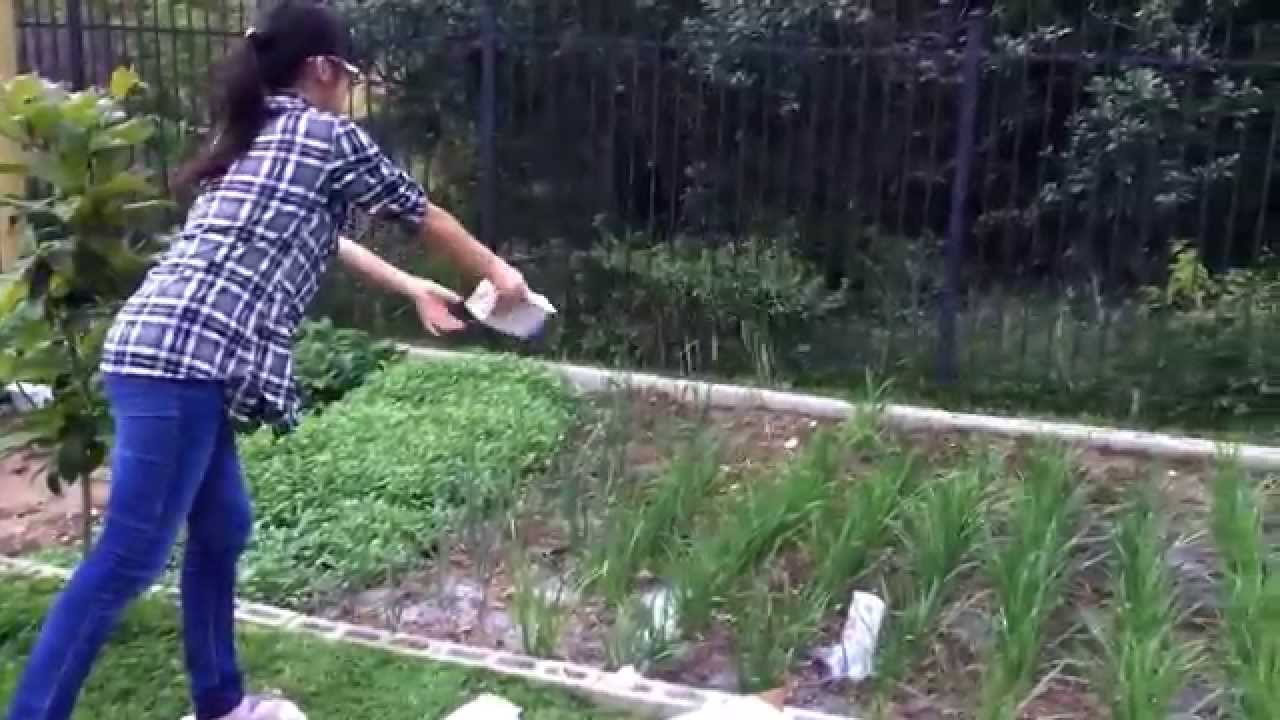 Using milk to watering the plant YouTube