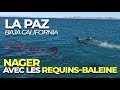 Nager avec Les Requins-Baleines à LA PAZ, BAJA CALIFORNIA