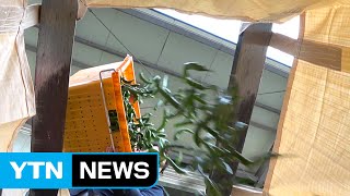 가격 폭락 청양고추 