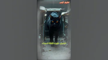 قطة المدرسة السوداء رعب قصص رعب ماوراءيات 
