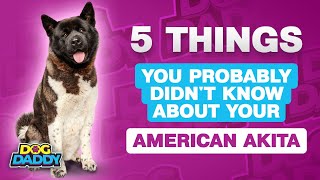 5 Things You Probably Didn't Know About Your American Akita