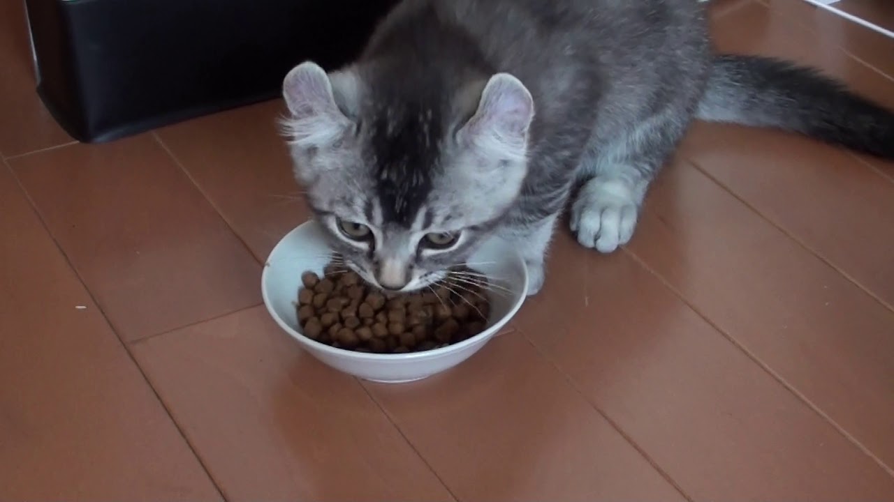 流れで飯。そこはちゃんとしようよ。知らねえわ そんな事。Let's have a dinner! Take a breakfast! Take