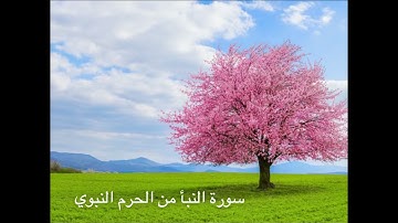 سورة النبأ من الحرم النبوي