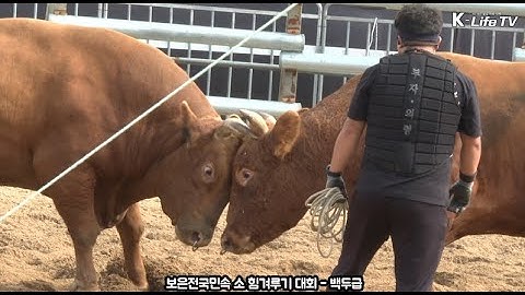 보은 전국 민속 소 힘겨루기 대회 - 백두급
