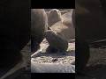 When males fight, the babies can get caught in the chaos#wildlife #shorts #animals #nature #video