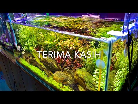 update-aquascape-natural-layaknya-dutch-style-|-natural-style-look-like-dutch-style